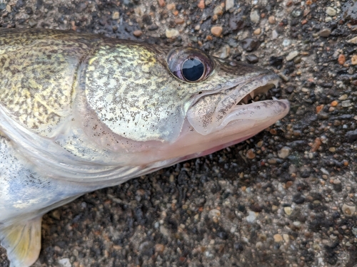 Blue pike (Sander vitreus) — Percidae — 2