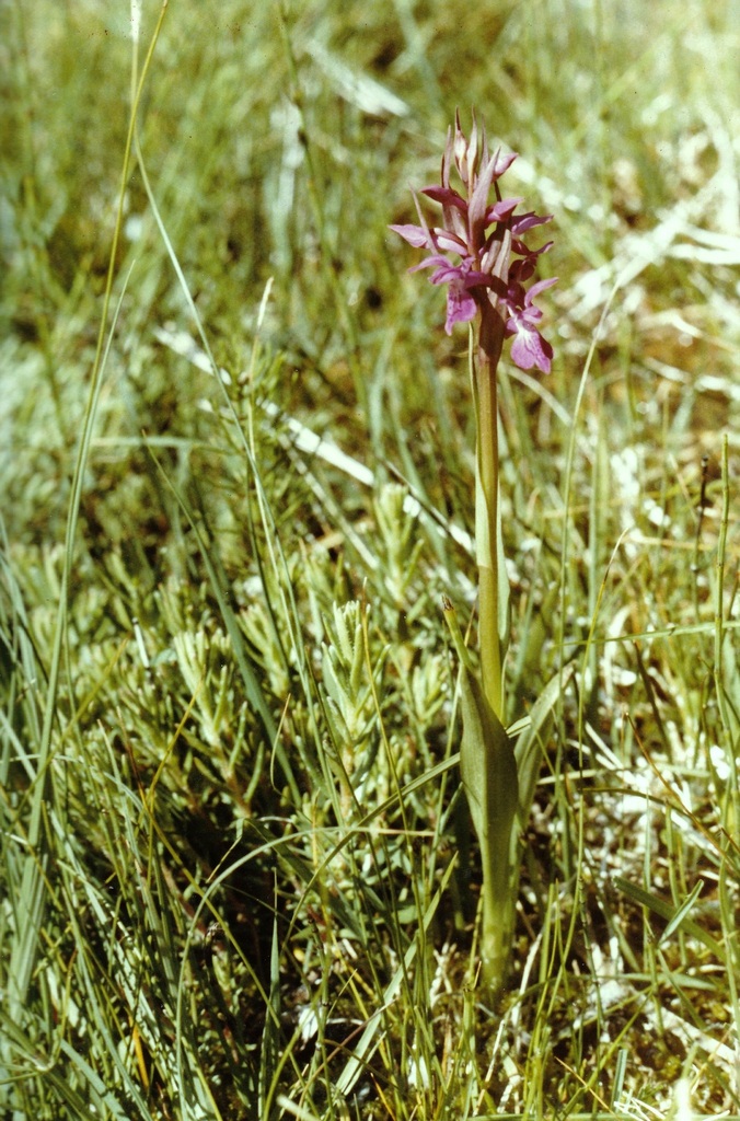 Dactylorhiza lapponica (Laest. ex Hartm.) Soó 2