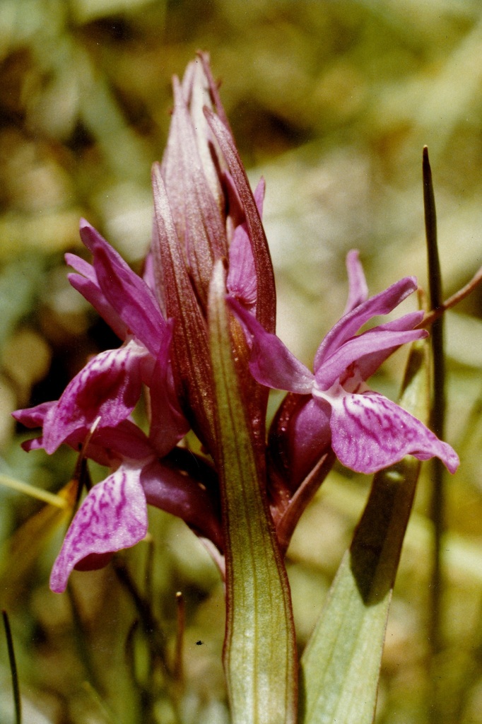 Dactylorhiza lapponica (Laest. ex Hartm.) Soó 3