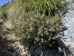 Thymelaea velutina