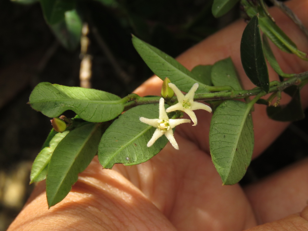 Ditassa longiloba
