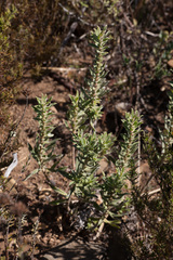Lobostemon argenteus