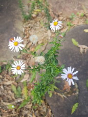 Felicia erigeroides