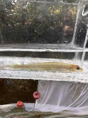 Florida Sand Darter photo 2