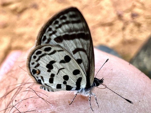 Pale Babul Blue
