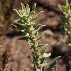 Lobostemon argenteus