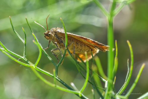 Goldwing