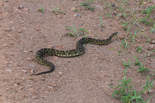 Pampas Lancehead