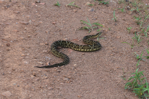 Pampas Lancehead