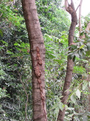 Albizia niopoides