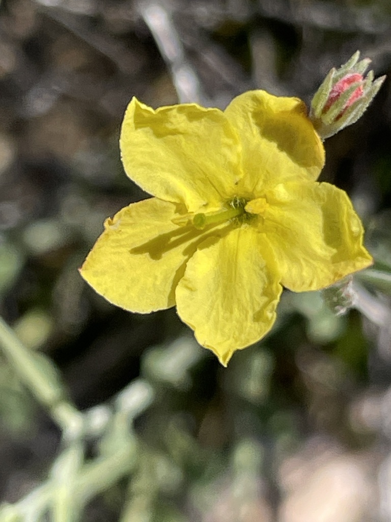 rough-menodora-from-coronado-national-forest-tucson-az-us-on-april-4