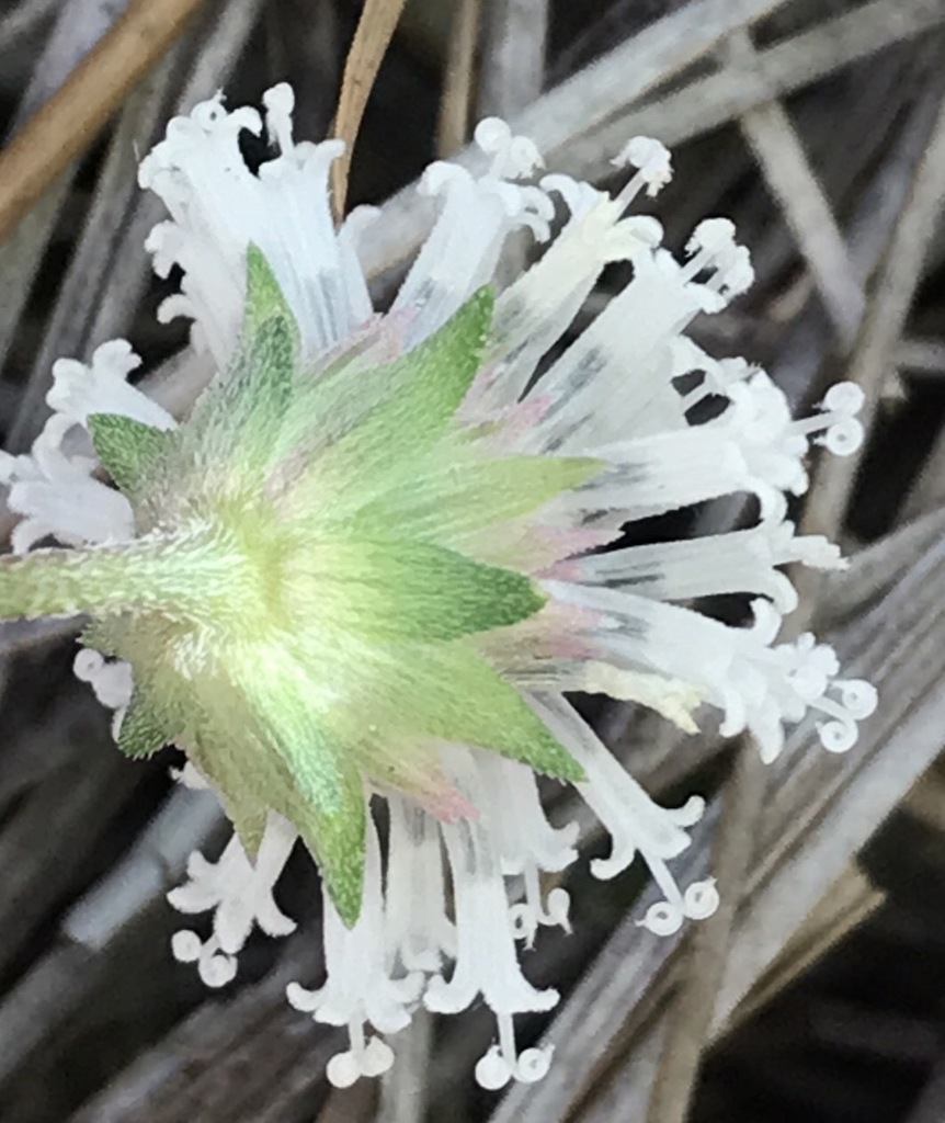 Small-leaf Squarestem