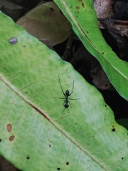 Gigantiops destructor