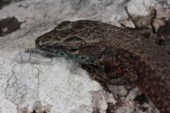 Algyroides nigropunctatus