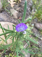 Phacelia linearis