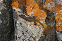 Algyroides nigropunctatus