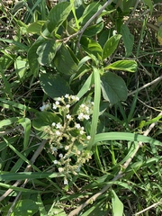 Heliotropium verdcourtii