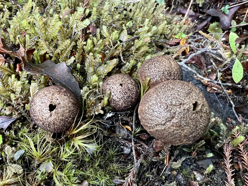 Lycoperdon from South Island / Te Waipounamu, Runanga, West Coast, NZ