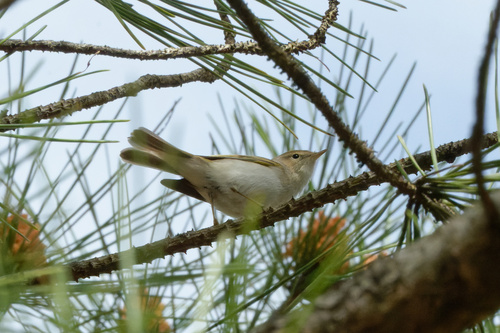 Mosquitero papialbo (Phylloscopus bonelli)