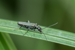 Oedemera lurida