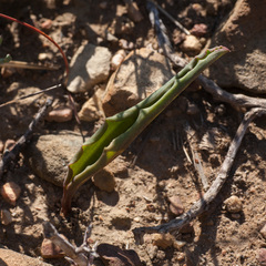 Eriospermum lanceifolium