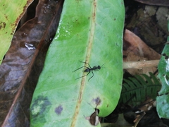 Gigantiops destructor