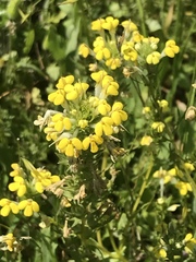 Castilleja campestris