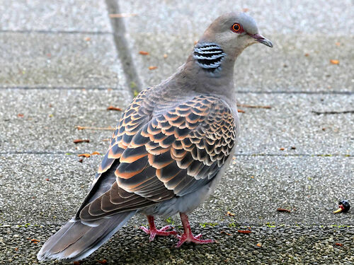 Tórtola oriental (Streptopelia orientalis)