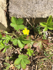 Potentilla simplex