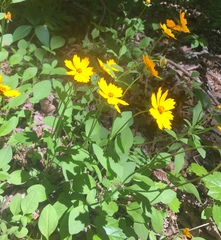 Coreopsis pubescens pubescens