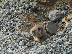 Maule Tuco-Tuco photo 2
