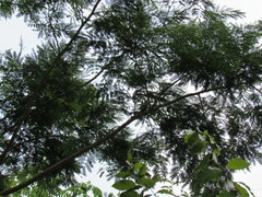 Albizia niopoides