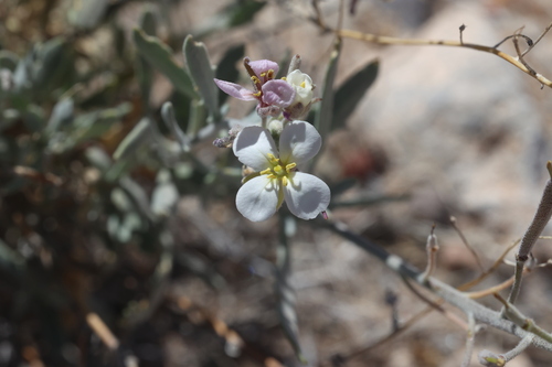 Image of Nerisyrenia camporum by no rights reserved