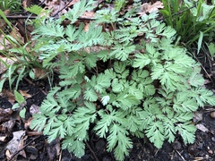 Dicentra cucullaria