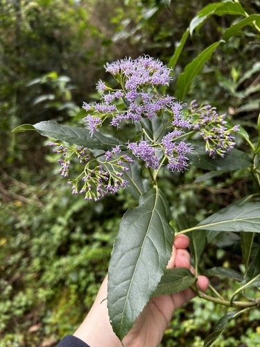 Ageratina dendroides