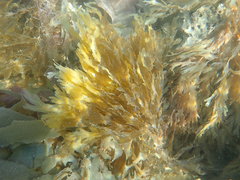 Dictyota flabellata