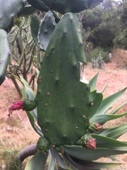 Opuntia cochenillifera