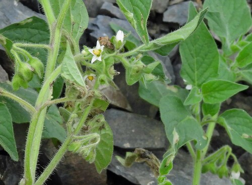 ground-cherry nightshade (Solanum physalifolium)