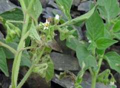 Solanum physalifolium, photograph author not stated, no rights reserved
