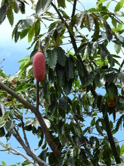 Pseudobombax munguba
