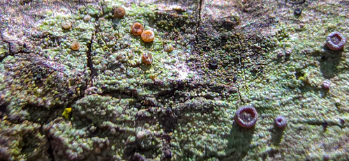 Bacidia suffusa, 2024-04-03