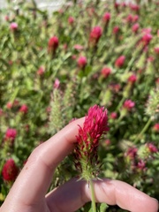 Trifolium incarnatum image