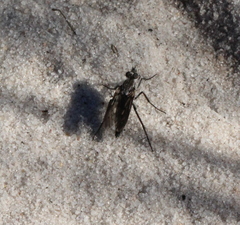 Braunsophila latifrons