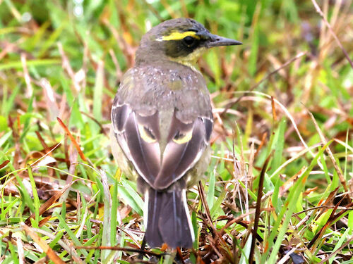 Lavandera de Chukotka (Motacilla tschutschensis)