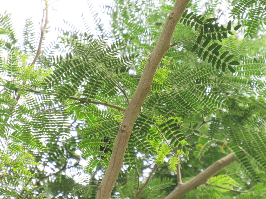 Albizia niopoides from Parque Madero, Zona Sin Asignación de Nombre de ...