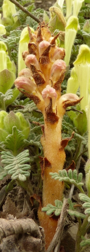 Orobanche zajaciorum