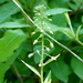 Sicklepod - Photo (c) botanygirl, some rights reserved (CC BY), uploaded by botanygirl