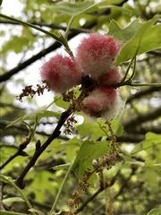 Callirhytis quercusoperator