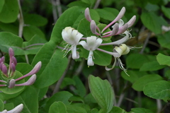 Lonicera caprifolium