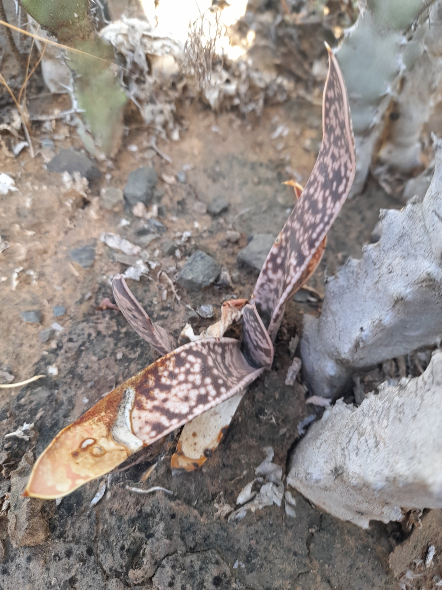 Imagem de Gasteria